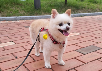 육곤이 입양 3개월~ 이렇게 지내고 있어요~