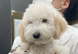 잼이(곤지암) 6개월 이야기입니다! 