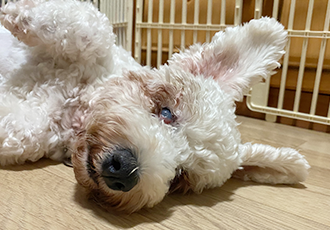 윤랑한 일기(쟈스민)