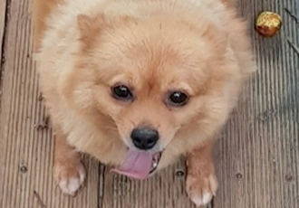 [D21-40시민보호] 사이 좋은 모자 '복덩이'와 '방울이'