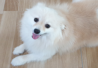 은근 개그 캐릭터, 단밤이 입양 6개월 후기