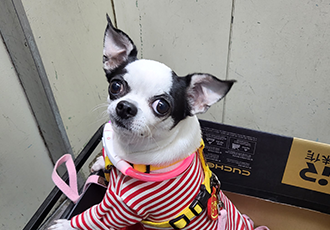 방울이(사곤이) 세달째 이야기