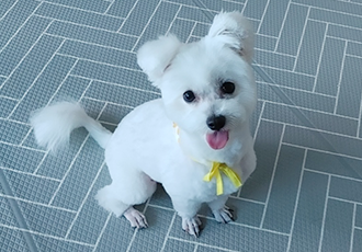 곤지암 이슬이 평택 초코(뿌꾸) 입양후기 입니다