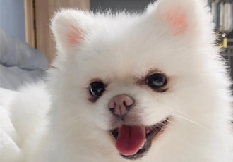 흰돌이 6개월 이야기