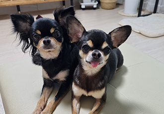 평택 별이 벌써 2년 되었네요