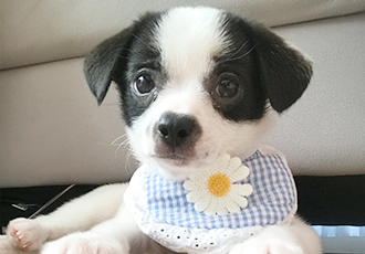 가을이(모뜨) 한달 됐어요!!