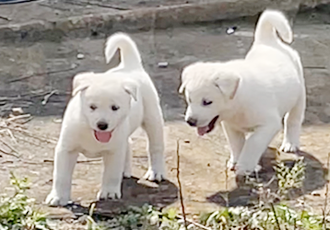 [D21-50시민보호] 재개발지역 버려진 폐공장에서 태어난 '백돌, 백순'