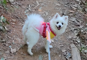 미소짓는 연유