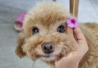 영천 불법 번식장 보들이 소식입니다