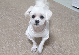 곤지암 청순(-->뽀미) 6개월후 근황