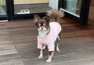 평택치와와 빈이