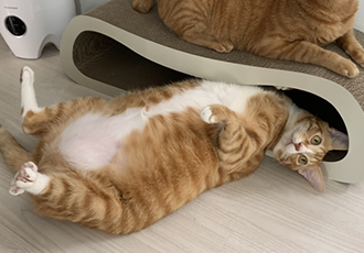 다이어트 중인 리치