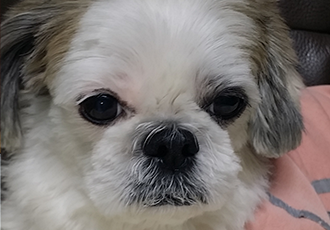 입양6년차 참이예요