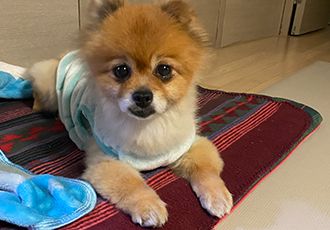 보리(감귤이)와 함께한 2개월 후기~
