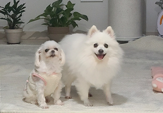 단비 (포동이) 입양 3일차입니다^^