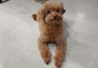 곤지암 팔랑이~~(지금은 버디^^)
