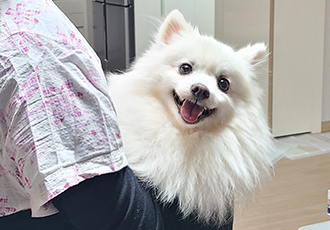 단비(곤지암 포동이) 집에 온 지 2주 됐어요~