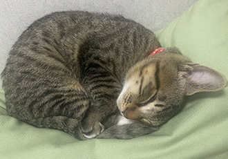 우리집 막둥이 정석이