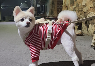 보배 새해인사 왔어용!