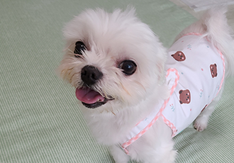 초롱이 4년차 입양후기