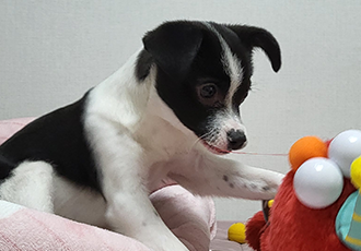 라일락 (지아) 한달 입양후기