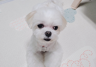 길동이(곤지암) 입양 9개월 이야기
