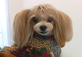요조 입양 3주년