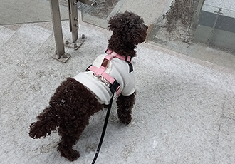 모카 후기(곤지암 깜냥이)