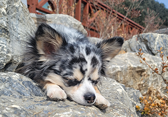 쁘띠 이야기(평택번식장 태태막둥이)