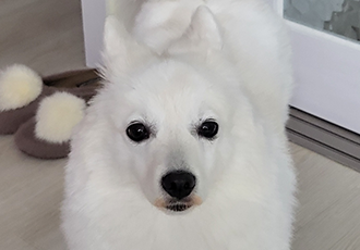 립스틱 바른 휘핑~ 