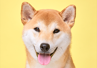 곤지암 세시 강이 1년♡