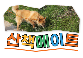 코끝 여행자와 함께할 산책메이트를 찾습니다!
