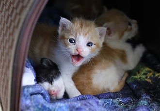 태어난지 일주일 만에 어미를 잃은 용감이, 씩씩이, 힘찬이, 무럭이