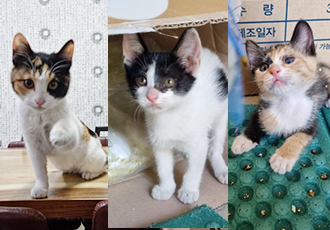 [D22-27시민보호] 부르면 졸졸 따라오는 개냥이 가을이와 새끼 세 마리