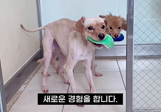 [아산 애니멀호딩 구조견] 구조견들의 Before&After! 새로운 세상을 만나요!