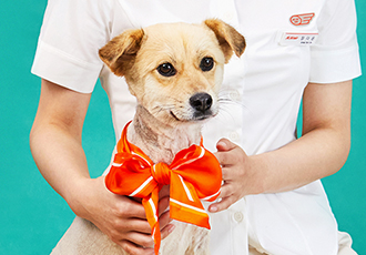 제주항공, 바잇미와 함께하는 "함께할개, 행복하개! Adopt me with Jeju Air"