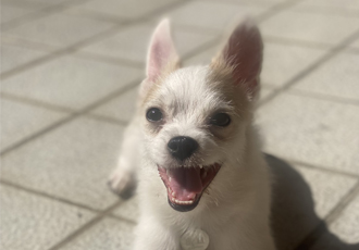 버터(쿠나) 한 달 임보 후기 :) 
