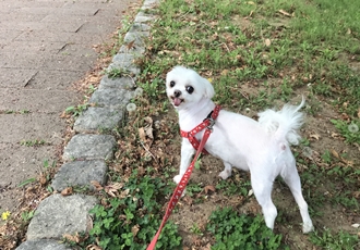 보희 이브 입양 4년 후기