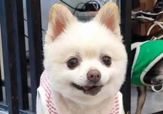 레이(육곤이)가 무지개 다리를 건넜어요.