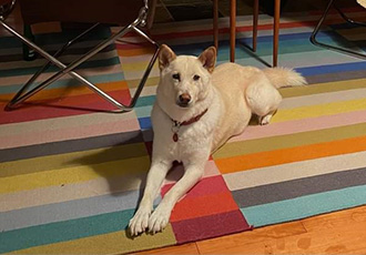 [해외입양] 🐕캐나다에서 가족을 만난 '선희'는 행복한 날들을 보내고 있어요!🧡