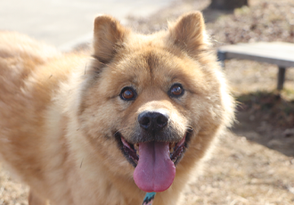 "산책은 즐거워!" 북한강 개미산 산책을 다녀왔습니다. 🐶