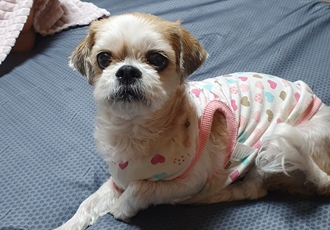조아