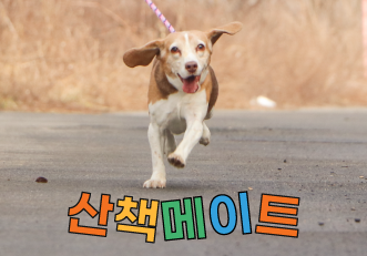 [봉사] 5월의 산책메이트를 모집합니다🐕✨