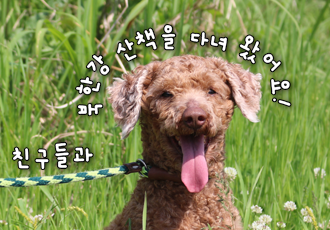 새로이의 '풀썩' 북한강 산책 일기 (with 산책메이트)