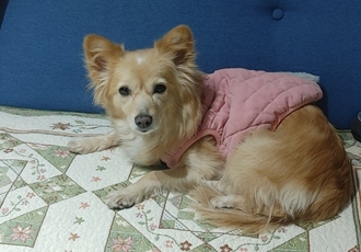[D23-25시민보호] 사랑 받기를 원하는 '사랑이'