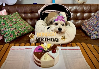 봉구 8살 생일입니다 