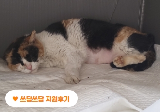 [쓰담쓰담] 양수가 터져 꼼짝하지 못했던 어미 고양이, 경순이