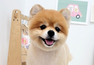 뽀심이(동식이) 입양 후 3개월차 후기입니다