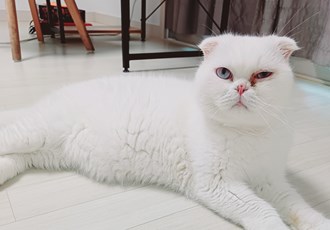 [C23-21시민보호] 새로운 가족을 찾는 '레옹이'