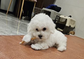 볼보 (구 양삼이)
